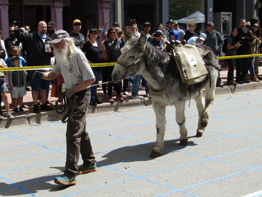 Bill Lee, a Clear Creek icon, and his burro Bullwinkle make their way through downtown Georgetown amid applause and cheers at the start of the burro race.